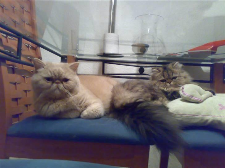 Perser Medea *Chatil de Rex's* - Vi ligger lige og hygger under glasbordet. billede 13