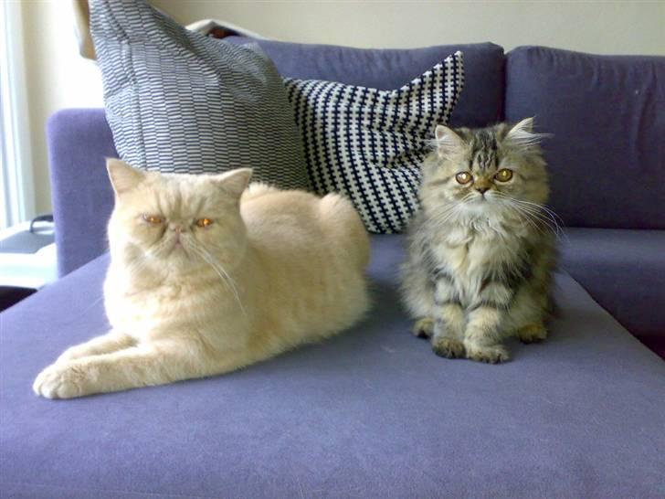 Perser Medea *Chatil de Rex's* - Jeg er en lille killing og her sidder jeg sammen med min "storebror" Paulus. Ham savner jeg rigtig meget, for han er her ikke mere.. :-( billede 14