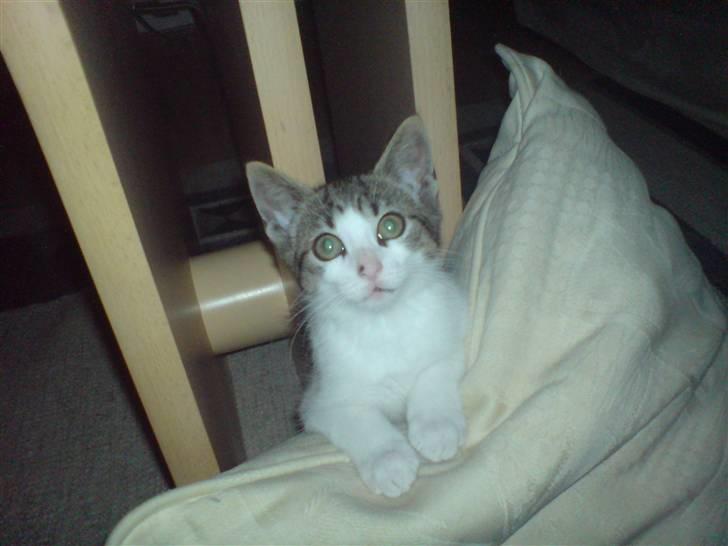 Huskat Snoopy - Her er jeg!! Snoopy gemte sig bag puden. billede 1