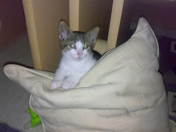 Huskat Snoopy billede 3