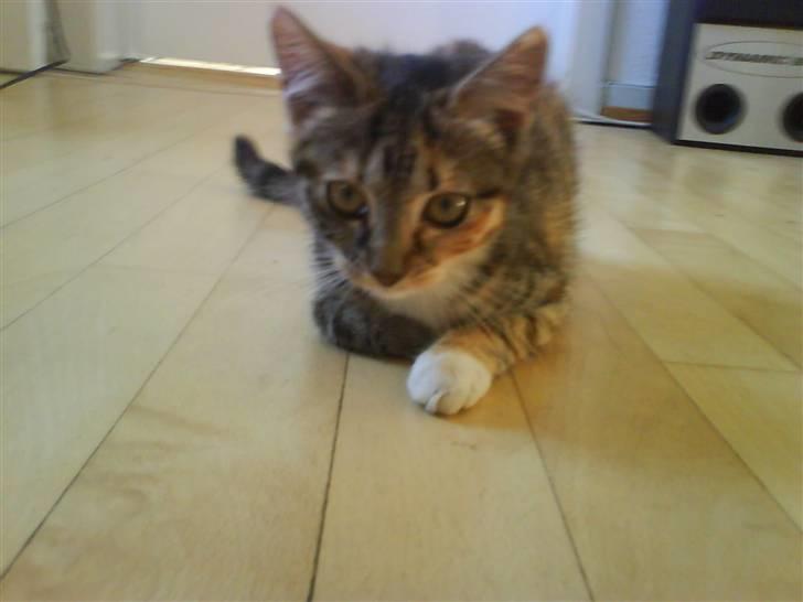 Huskat Bella billede 1