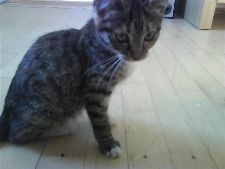 Huskat Bella billede 2