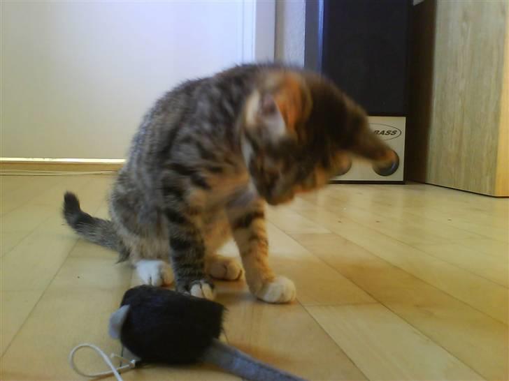 Huskat Bella billede 3