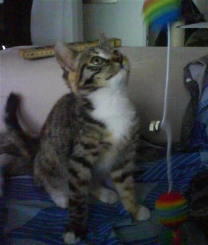 Huskat Bella billede 4