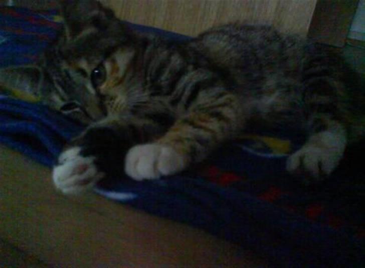 Huskat Bella billede 6