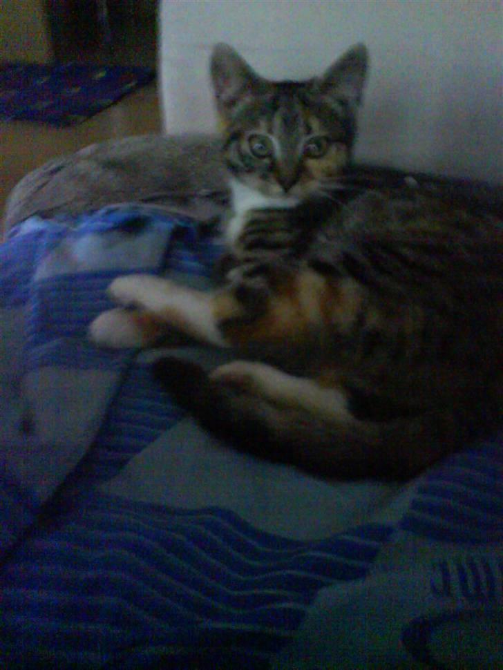 Huskat Bella billede 7