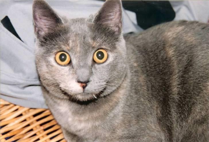 British Shorthair Molly - "1, 2, 3, nu kommer jeg !!" (:   Foto: mor billede 7