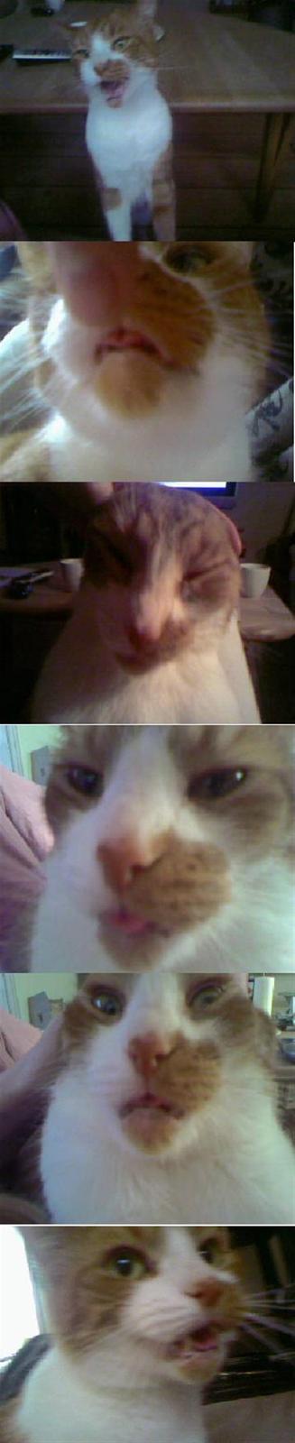 Huskat Mikki,<3 RIP - Øm, ja,. Han er god til og lave sjove ansigter, ? :D billede 18