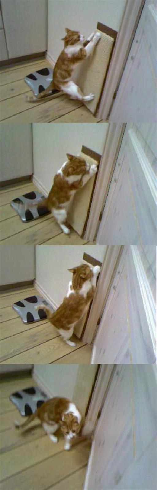 Huskat Mikki,<3 RIP - Mikki bruger kræssebrattet, ? Lidt voldsomt måsk, ? :p billede 19