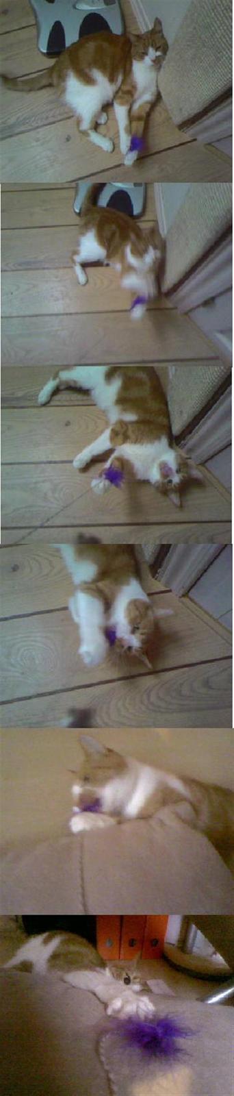 Huskat Mikki,<3 RIP - Mikki leger,. :D Det sidste billede ser lidt mærkeligt ud, ? xD billede 20