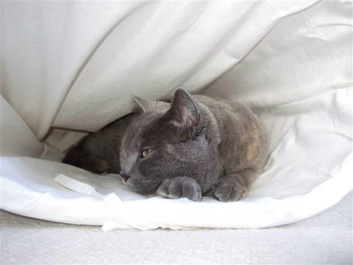 British Shorthair Molly - Det er dejligt at få sig en lille morfar ... :o)   Foto: mig billede 8