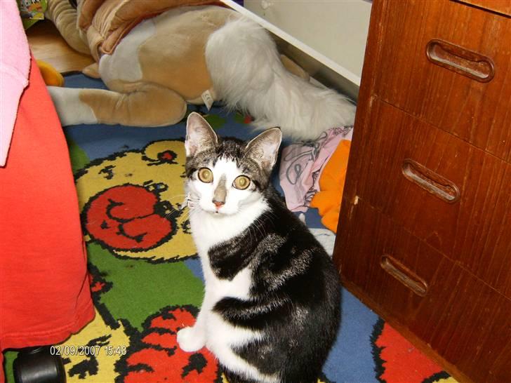 Blanding af racer ziggi <3 billede 2