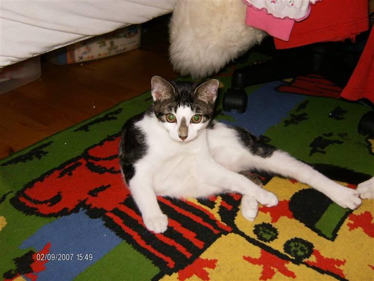 Blanding af racer ziggi <3 billede 3