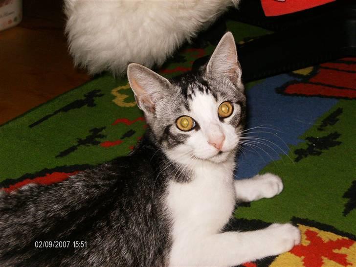 Blanding af racer Tjalfe <3 billede 2