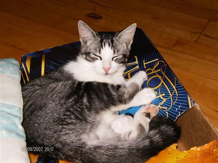 Blanding af racer Tjalfe <3 billede 3