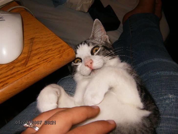 Blanding af racer Tjalfe <3 billede 4