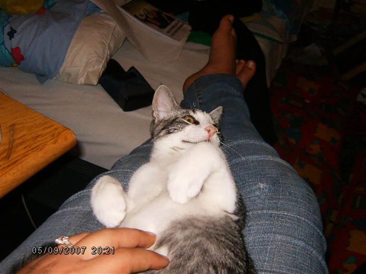 Blanding af racer Tjalfe <3 billede 5