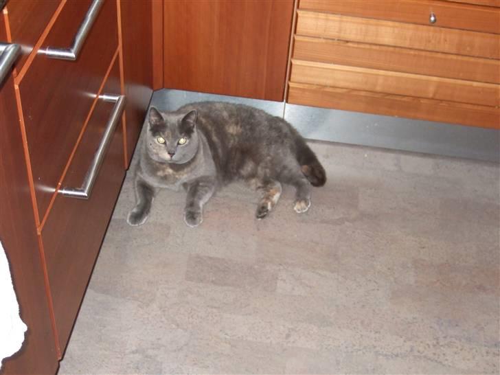 British Shorthair Molly - Nu vil jeg altså have noget tun!! (hun ligger i sit tun hjørne) Men det er et ret dårligt billede af hende (:   Foto: mig billede 9