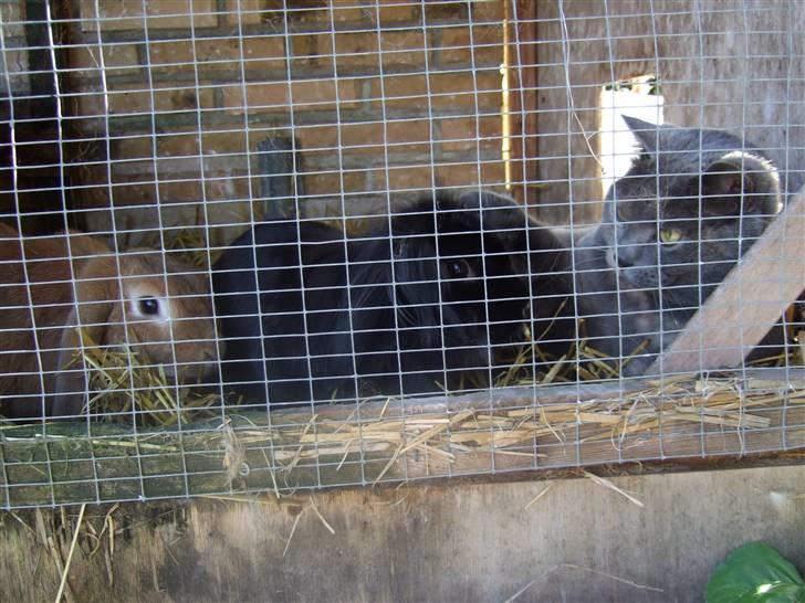 British Shorthair Molly - Hos kaninerne, de er meget gode venner (:   Foto: mig billede 10