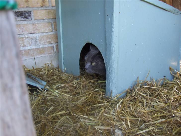 British Shorthair Molly - Nu er det altså lige mig der bor her ... xD   Foto: mig billede 11