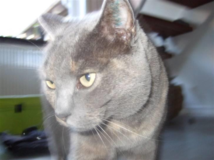 British Shorthair Molly - "ingen kommentar !!"    Foto: mig billede 12