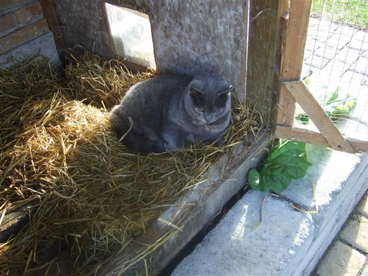 British Shorthair Molly - Og her ligger hun så også i kaninburet (:   Foto: mig billede 13
