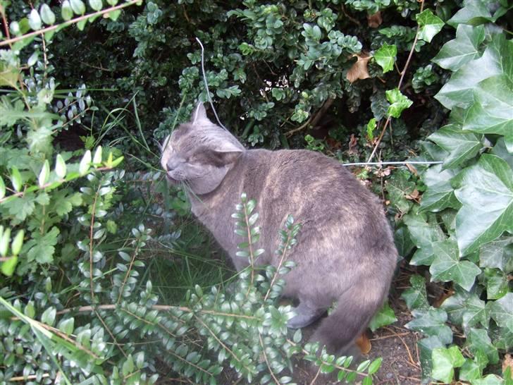 British Shorthair Molly - Molly prøver at spise græs ... <33   Foto: mig billede 14