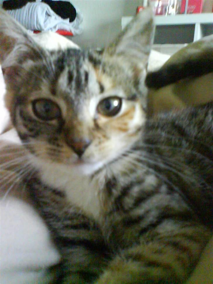 Huskat Bella billede 8