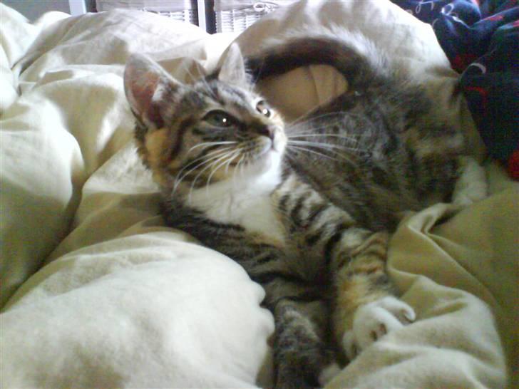 Huskat Bella billede 9