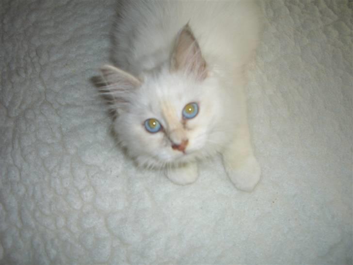 Hellig Birma SHIA  billede 1