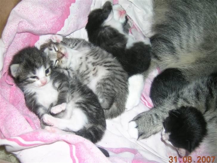 Norsk Skovkat Tantus Merci . R.I.P den 10-4-2013 - Merci med Miss Tinker Belle og Mr topper , Miss Tizzy og unde mersi pote Mr Tool billede 18