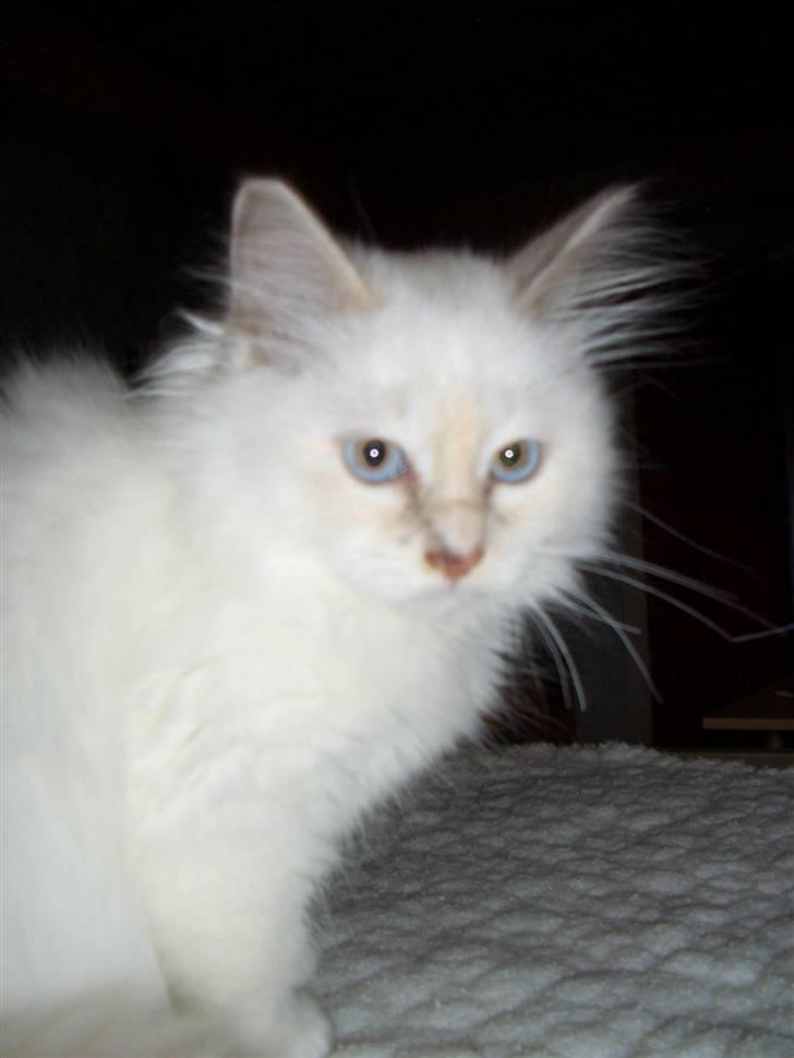 Hellig Birma SHIA  billede 2