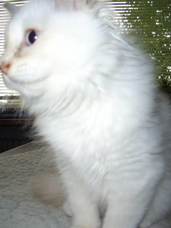 Hellig Birma SHIA  billede 3