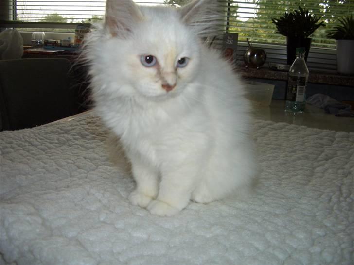 Hellig Birma SHIA  billede 4