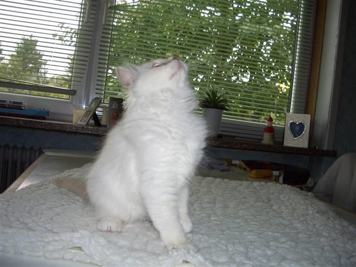 Hellig Birma SHIA  billede 5