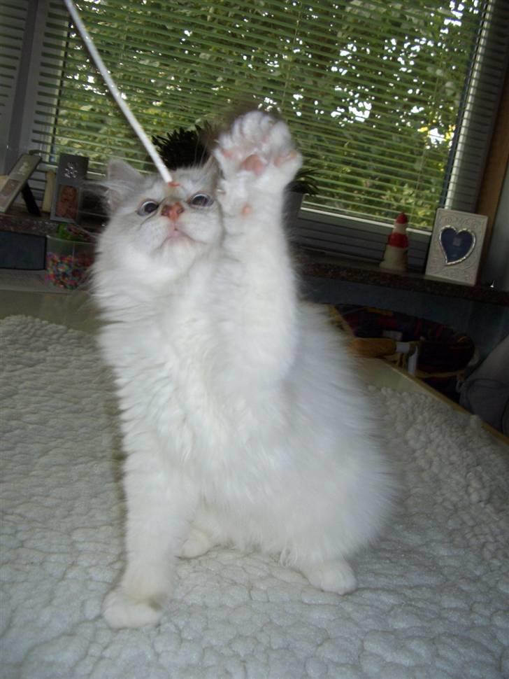 Hellig Birma SHIA  billede 6