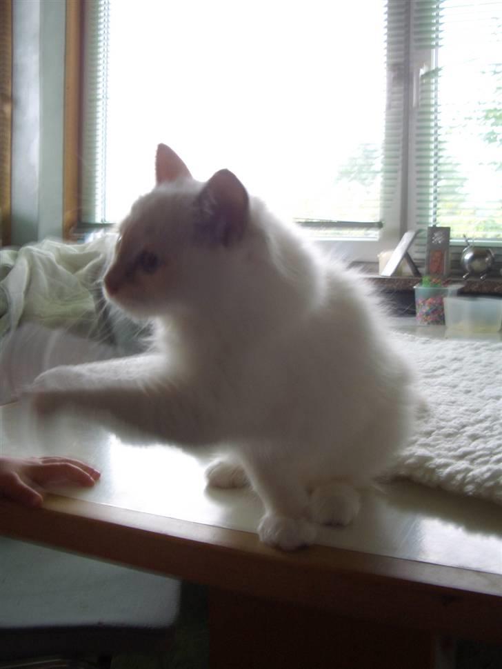 Hellig Birma SHIA  billede 7