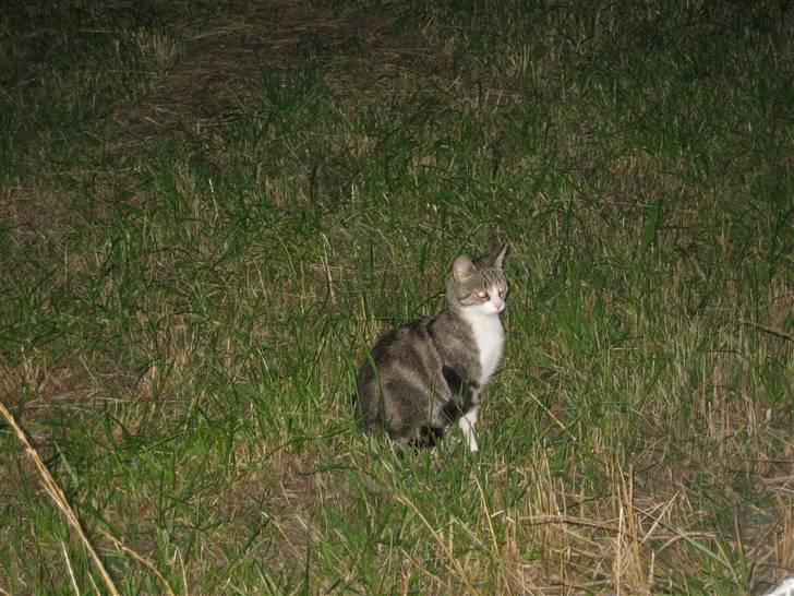 Huskat Tut - *DØD* billede 7