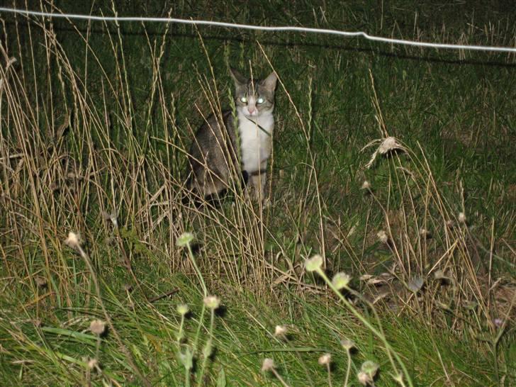 Huskat Tut - *DØD* billede 8