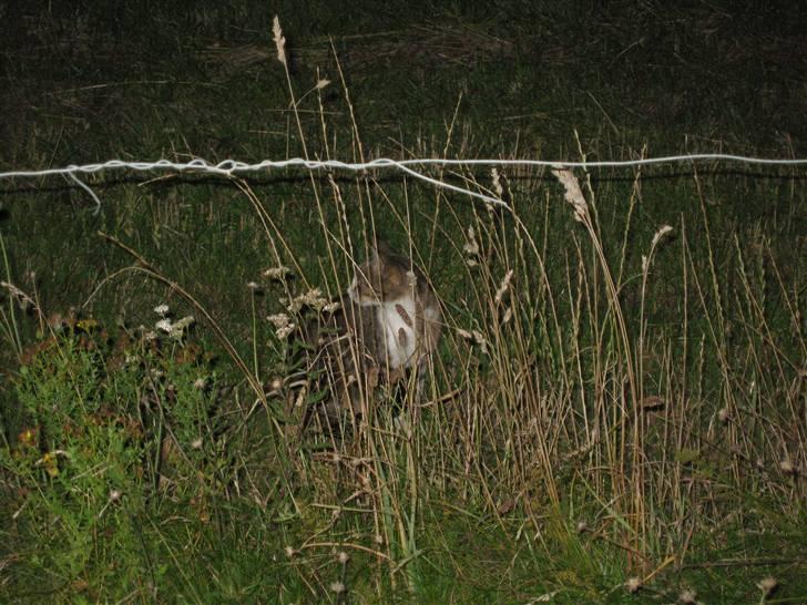 Huskat Tut - *DØD* billede 9