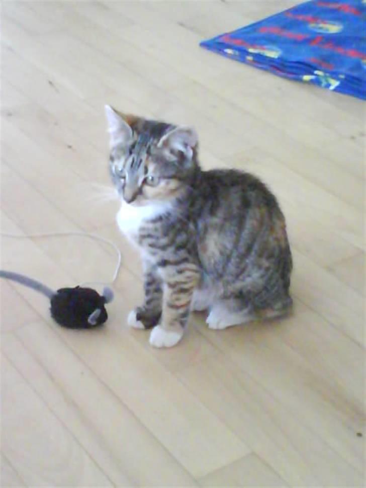 Huskat Bella billede 10