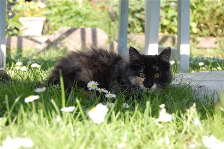 Norsk Skovkat Bella billede 1