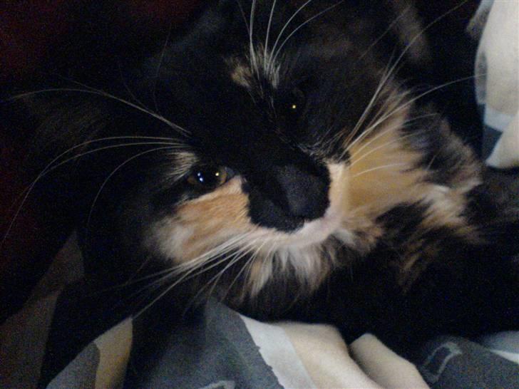 Norsk Skovkat Bella billede 2