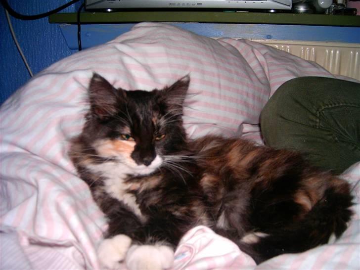 Norsk Skovkat Bella billede 3