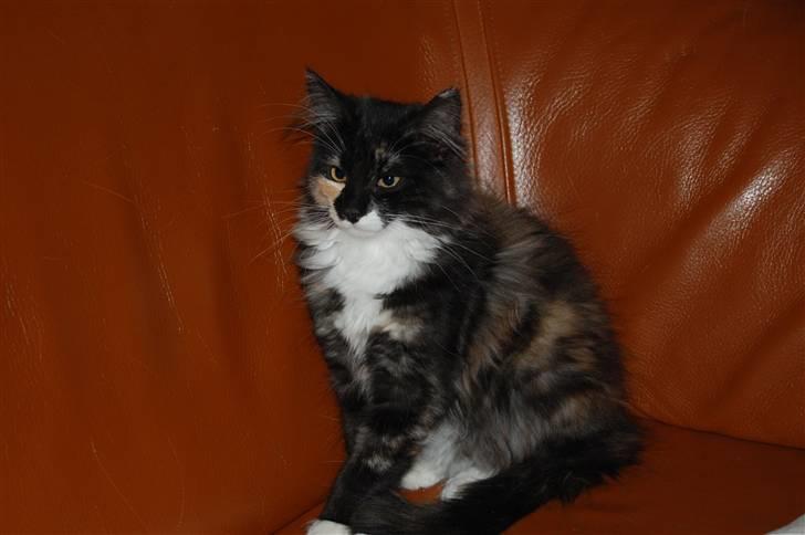 Norsk Skovkat Bella billede 4