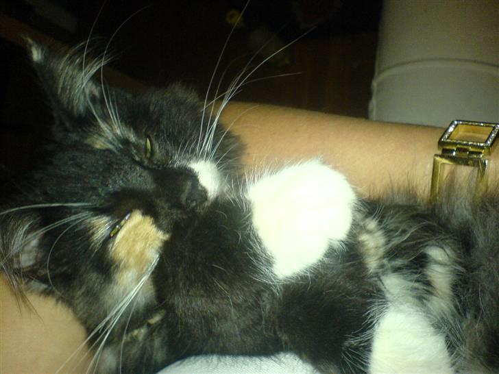 Norsk Skovkat Bella billede 5