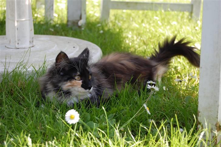 Norsk Skovkat Bella billede 6