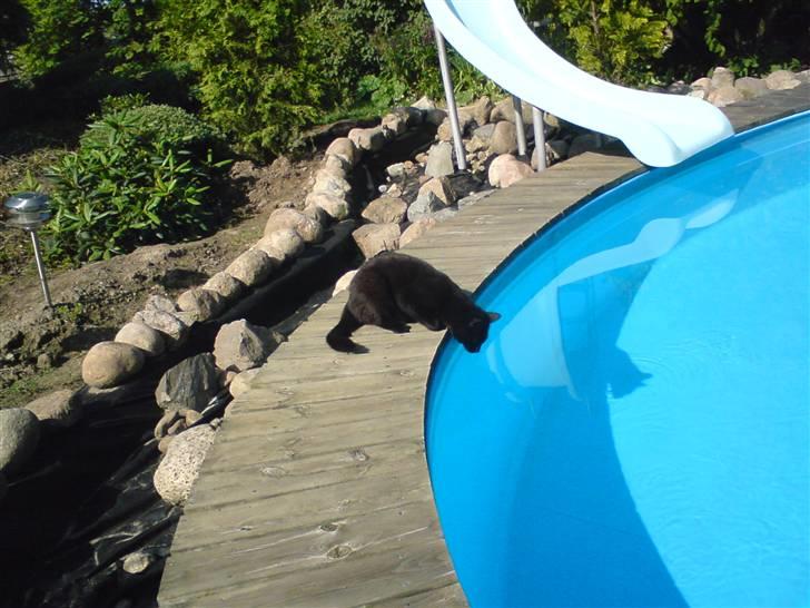 Huskat Kazpar - Wauw en flot fyr der spejler sig i vandet :) billede 15