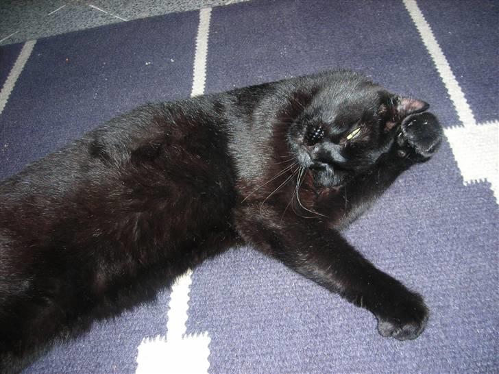 Huskat Kazpar billede 16