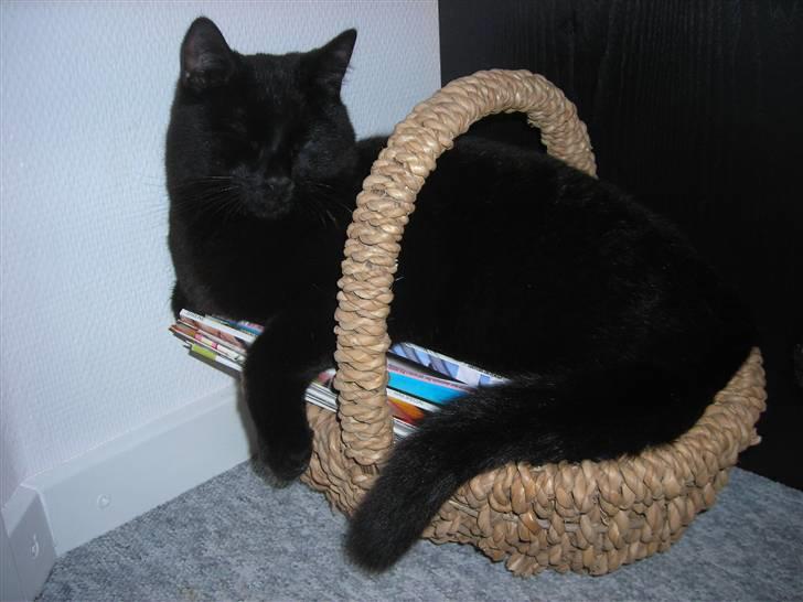 Huskat Kazpar - Blad-kurven er også et meget dejligt sted at sove billede 17